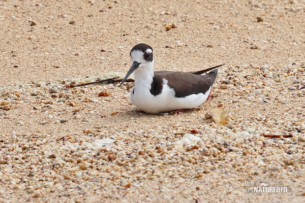 Black necked Stilt (Himantopus mexicanus)