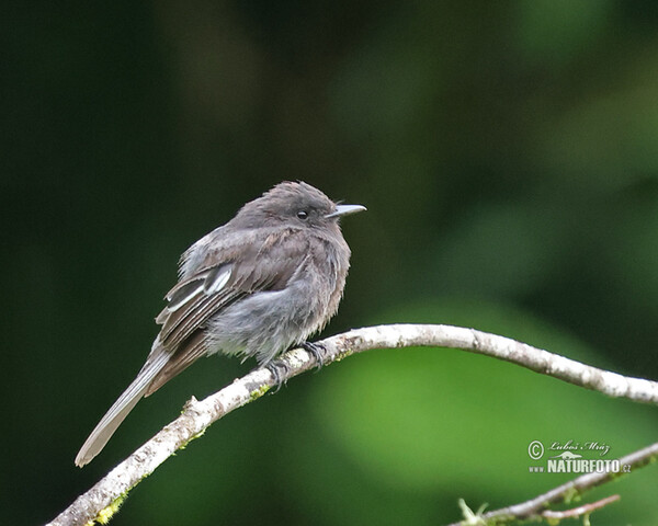 Black Phoebe (Sayornis nigricans)