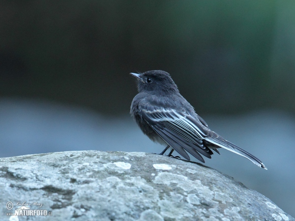 Black Phoebe (Sayornis nigricans)