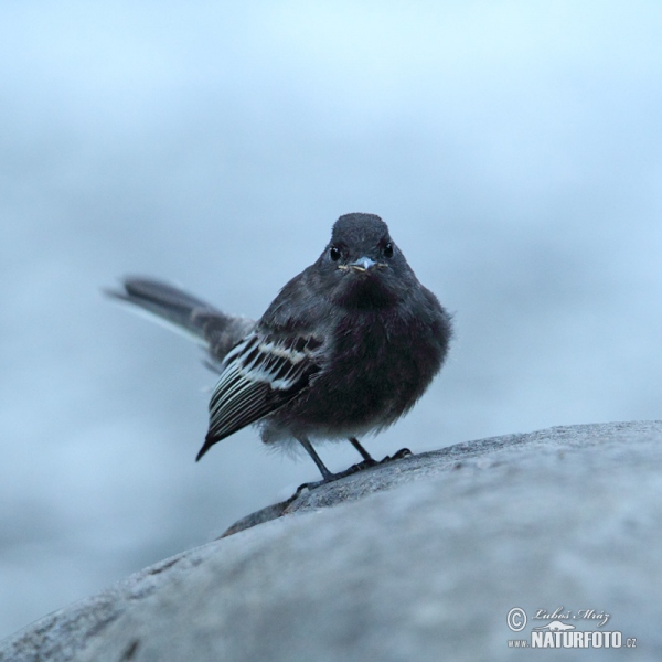 Black Phoebe (Sayornis nigricans)