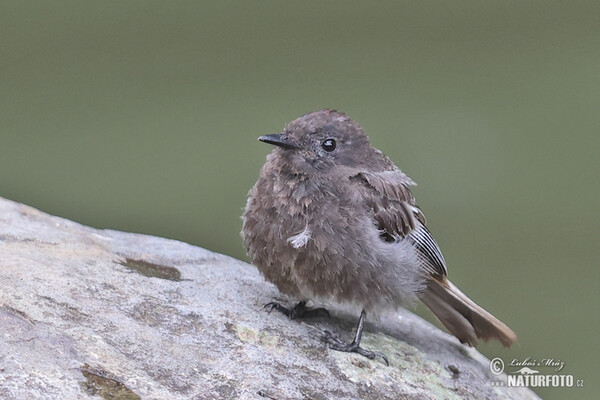 Black Phoebe (Sayornis nigricans)