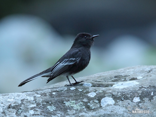 Black Phoebe (Sayornis nigricans)