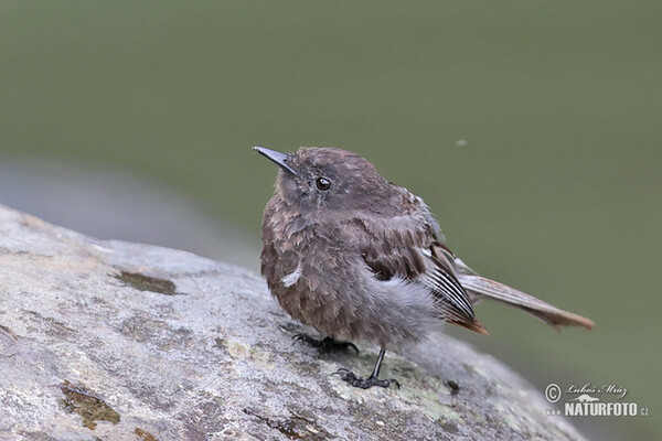 Black Phoebe (Sayornis nigricans)