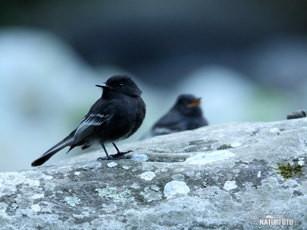 Black Phoebe (Sayornis nigricans)