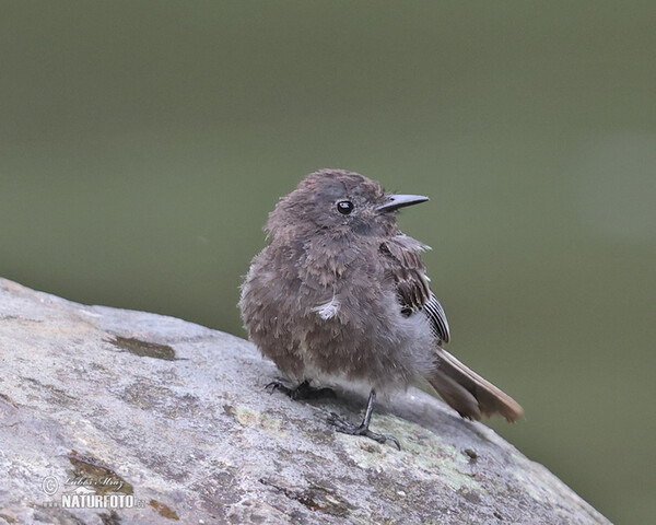 Black Phoebe (Sayornis nigricans)