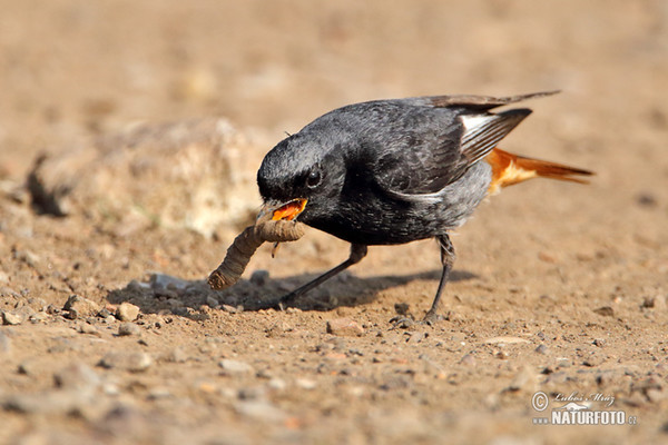 Black Redstart (Phoenicurus ochruros)