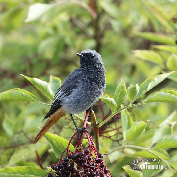 Black Redstart (Phoenicurus ochruros)