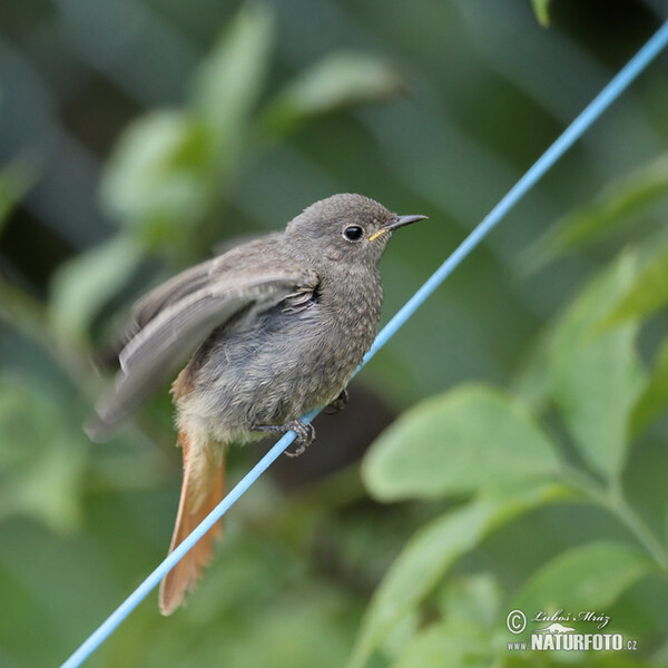 Black Redstart (Phoenicurus ochruros)