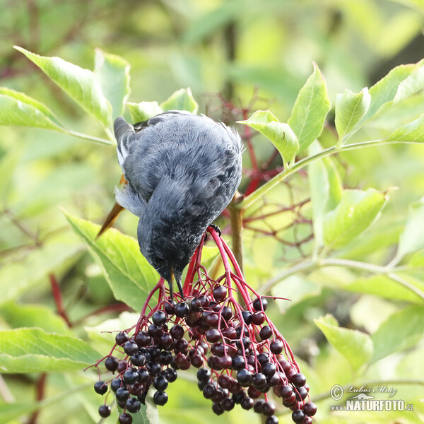 Black Redstart (Phoenicurus ochruros)