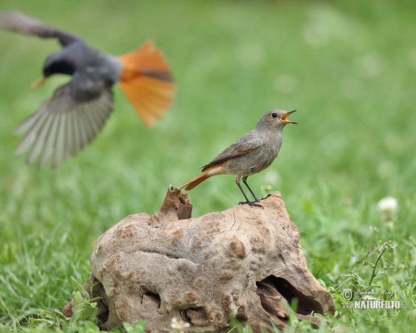 Black Redstart (Phoenicurus ochruros)