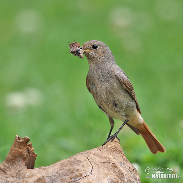 Black Redstart (Phoenicurus ochruros)