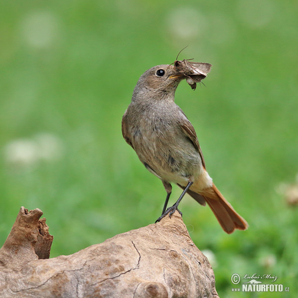 Black Redstart (Phoenicurus ochruros)