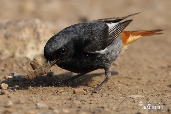 Black Redstart (Phoenicurus ochruros)