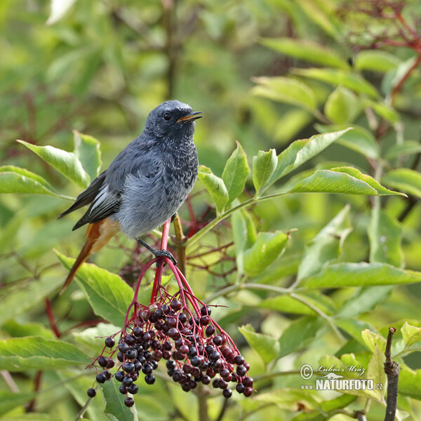 Black Redstart (Phoenicurus ochruros)