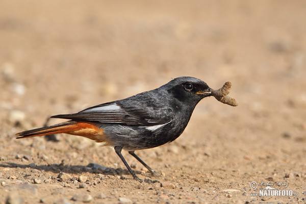 Black Redstart (Phoenicurus ochruros)