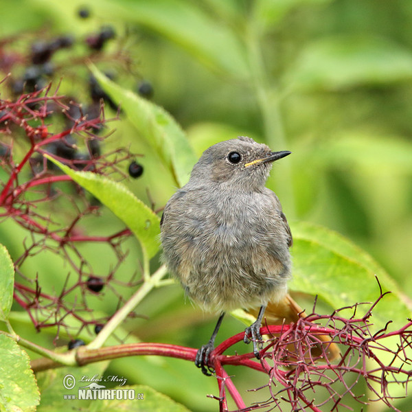 Black Redstart (Phoenicurus ochruros)