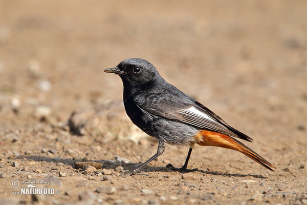 Black Redstart (Phoenicurus ochruros)