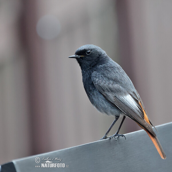 Black Redstart (Phoenicurus ochruros)