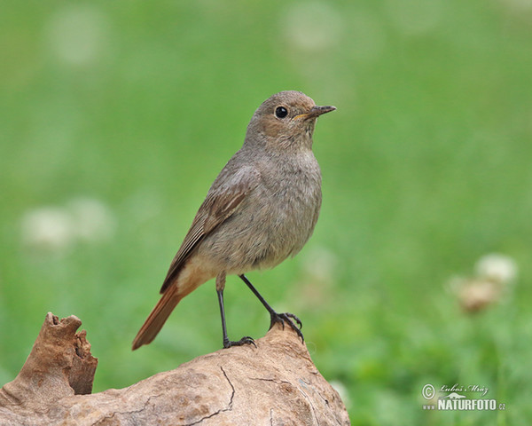 Black Redstart (Phoenicurus ochruros)