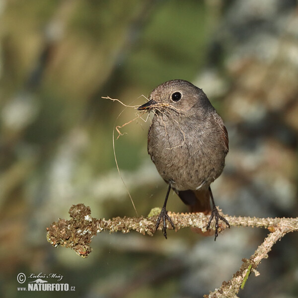 Black Redstart (Phoenicurus ochruros)