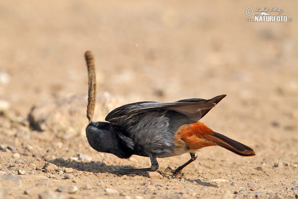 Black Redstart (Phoenicurus ochruros)