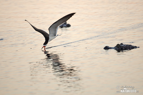 Black Skimmer (Rynchops niger)