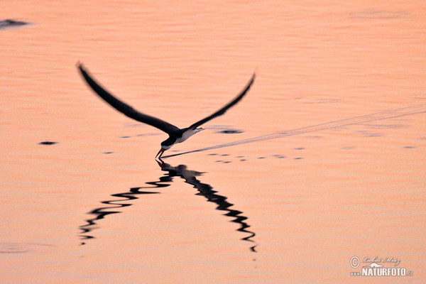 Black Skimmer (Rynchops niger)