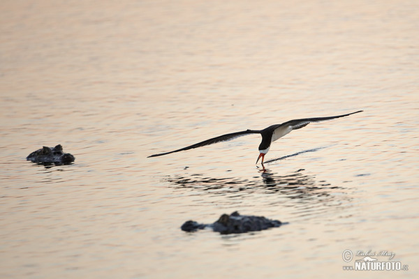 Black Skimmer (Rynchops niger)