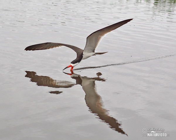 Black Skimmer (Rynchops niger)