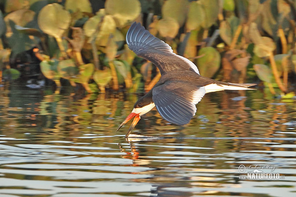 Black Skimmer (Rynchops niger)