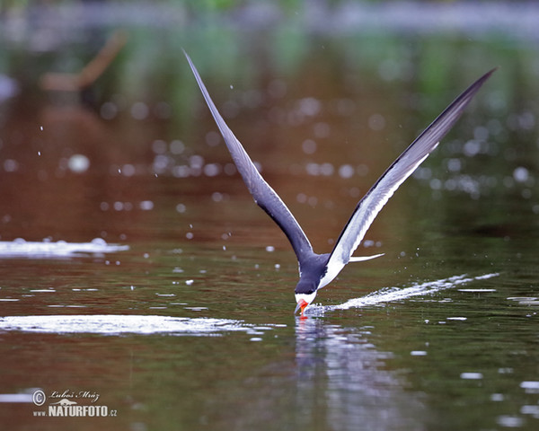 Black Skimmer (Rynchops niger)