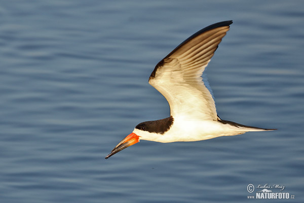 Black Skimmer (Rynchops niger)