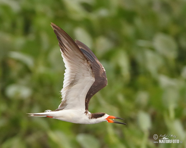 Black Skimmer (Rynchops niger)