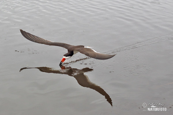 Black Skimmer (Rynchops niger)