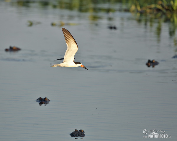 Black Skimmer (Rynchops niger)