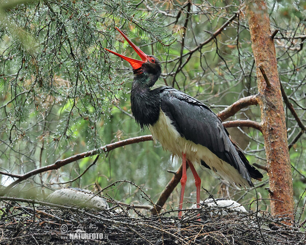 Black Stork (Ciconia nigra)