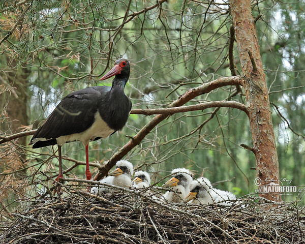 Black Stork (Ciconia nigra)