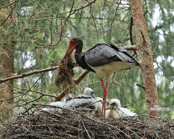 Black Stork (Ciconia nigra)