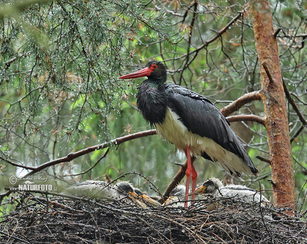 Black Stork (Ciconia nigra)