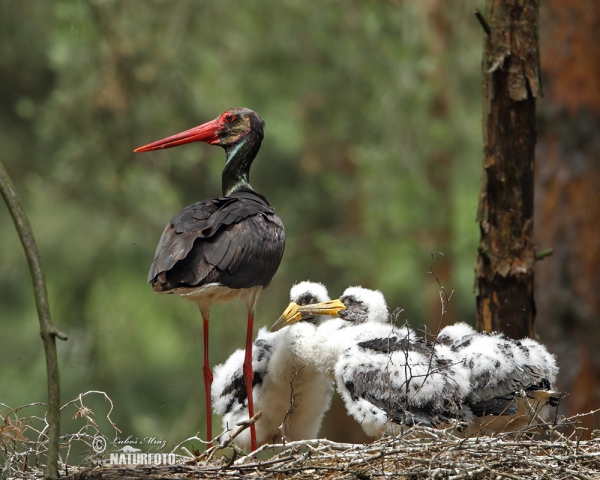 Black Stork (Ciconia nigra)