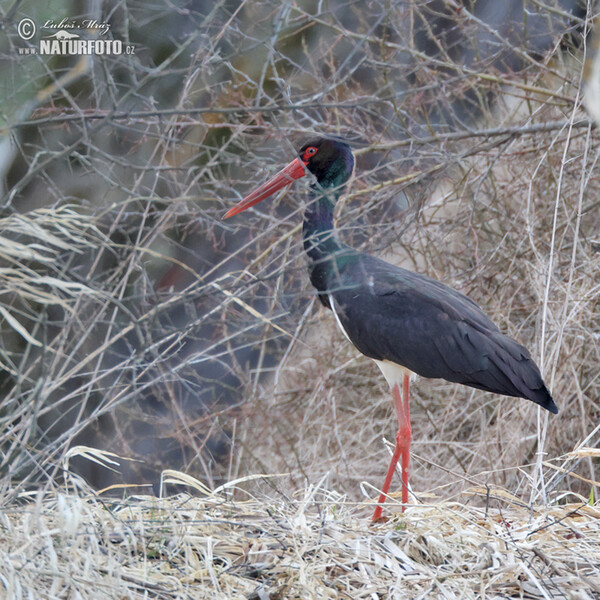 Black Stork (Ciconia nigra)