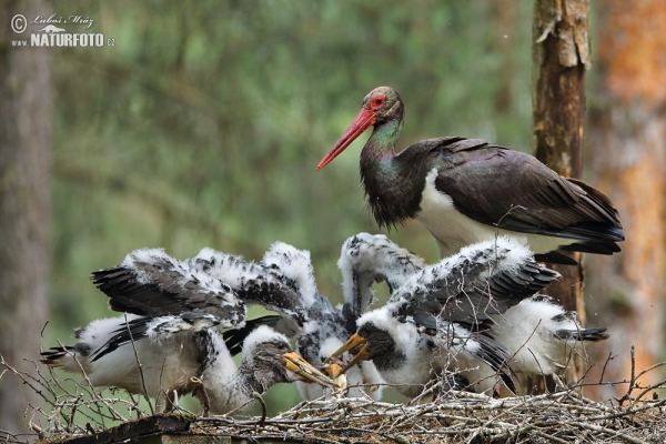 Black Stork (Ciconia nigra)