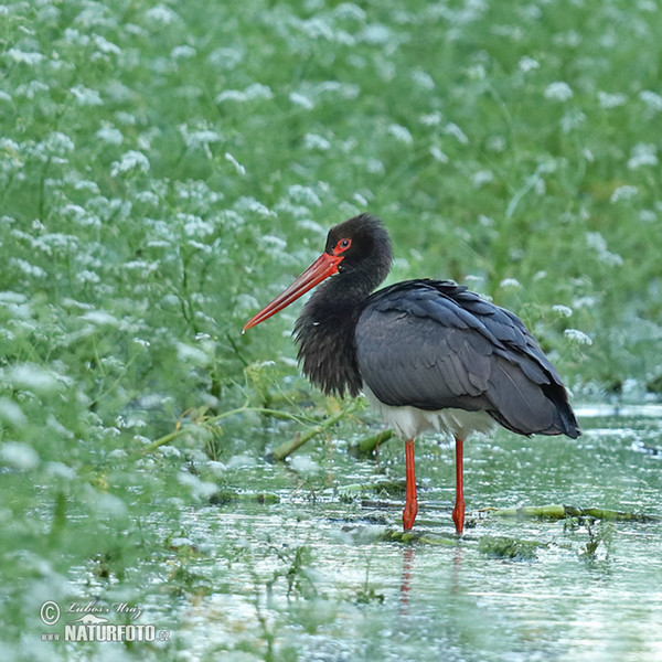 Black Stork (Ciconia nigra)