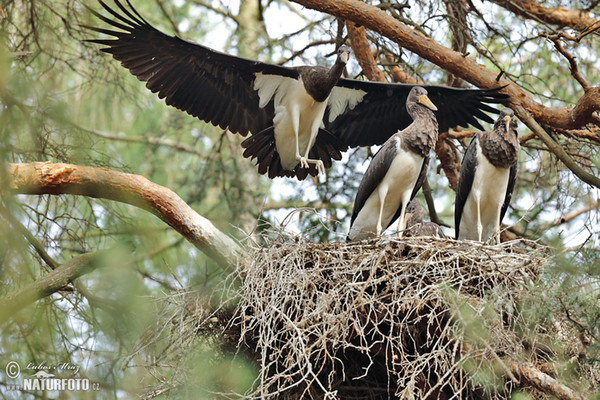 Black Stork (Ciconia nigra)