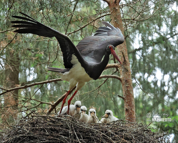 Black Stork (Ciconia nigra)