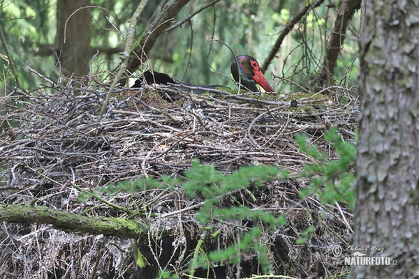 Black Stork (Ciconia nigra)