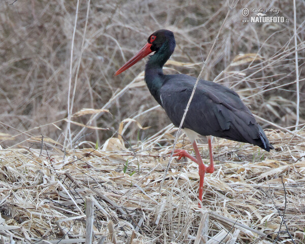 Black Stork (Ciconia nigra)