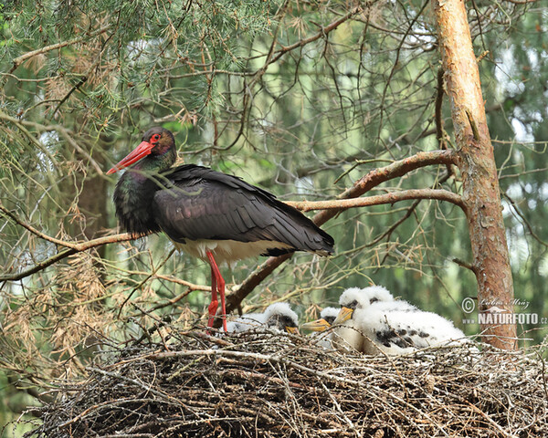 Black Stork (Ciconia nigra)