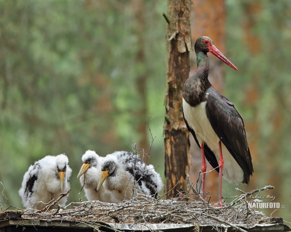 Black Stork (Ciconia nigra)