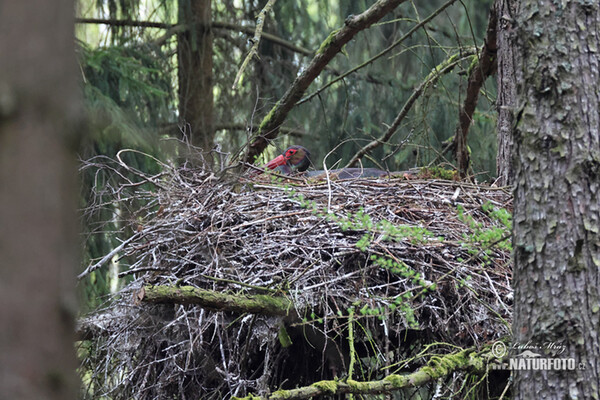 Black Stork (Ciconia nigra)